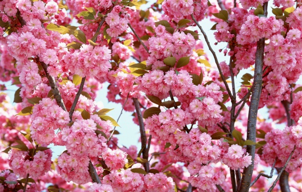 Цвет розовых цветов