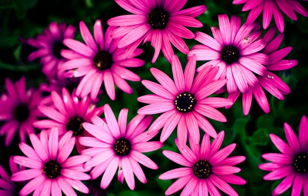 Розовые цветы на фоне зелени