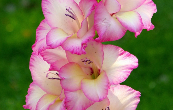 Розовые цветы гладиолуса