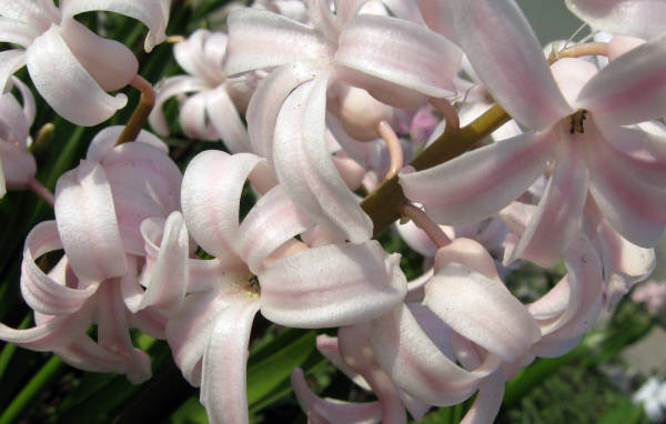 Розовый гиацинт на поляне