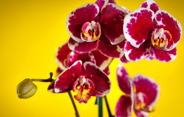 Розовые орхидеи
