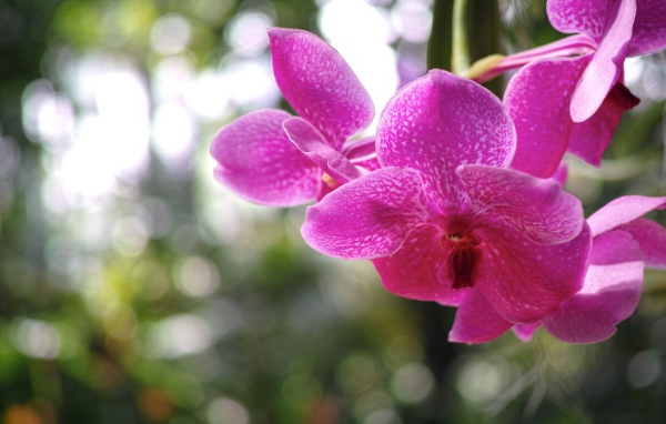 Розовая орхидея
