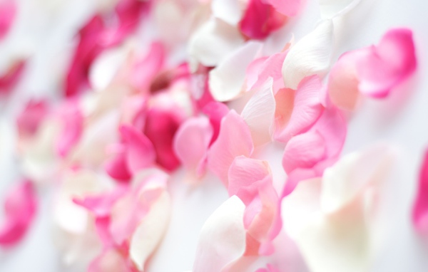 Розовые орхидеи