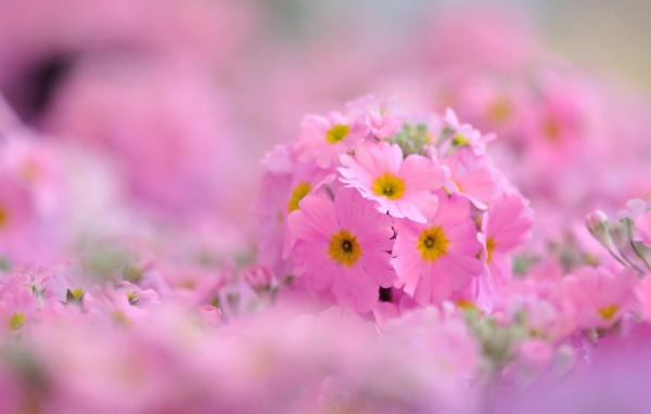 Pозовые лепестки и желтая сердцевина