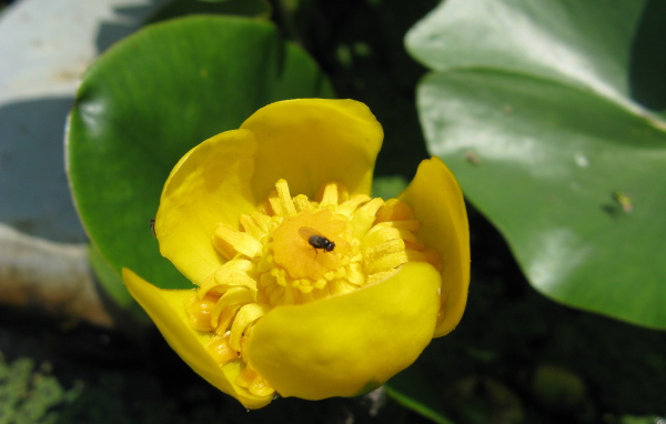 Растение желтая кубышка