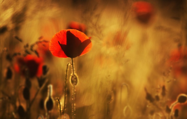 Маки в лучах солнца