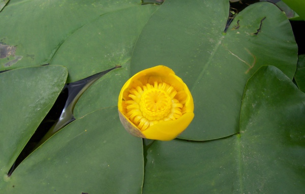 Кубышка красивый цветок