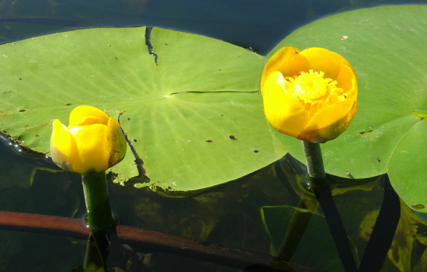 Красивый цветок кубышка на воде