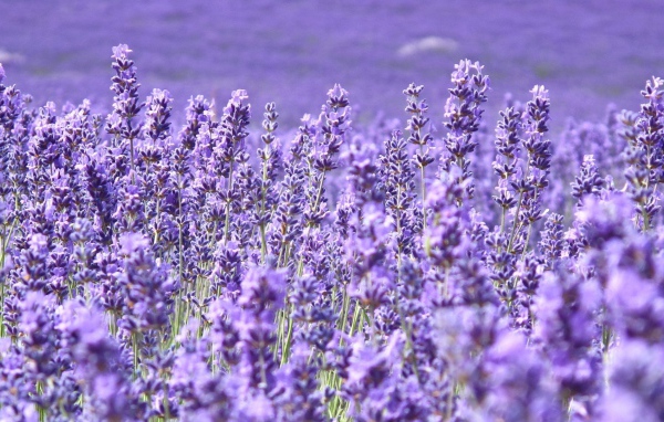 Cтепная трава