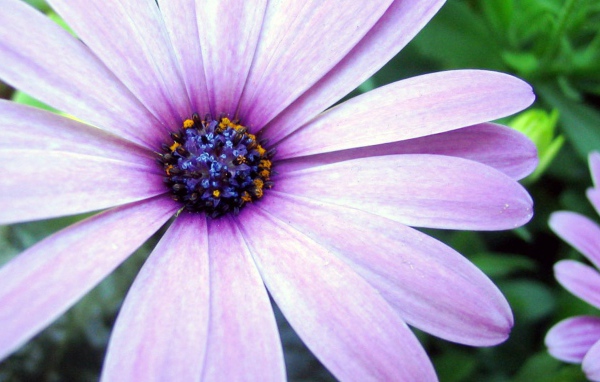 Сиреневая астра