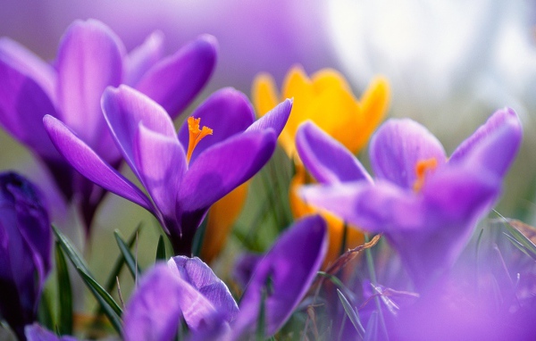 Сиреневые крокусы