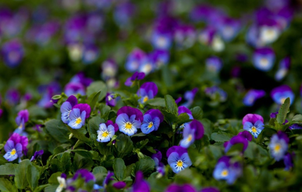 Фиолетовые цветы