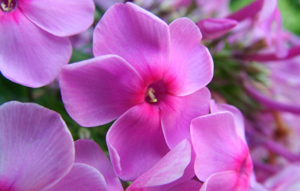 Фиолетовые цветы