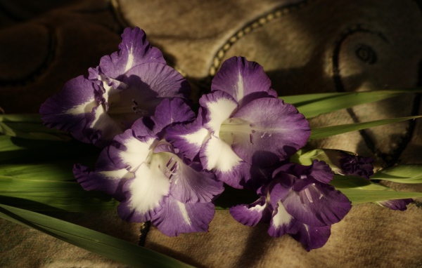 Фиолетовые цветы гладиолуса