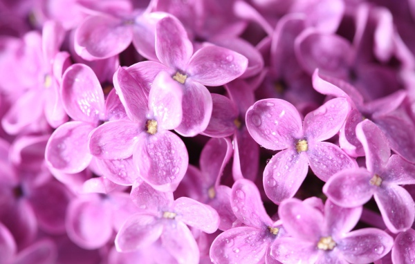 Сиреневые цветы с каплями