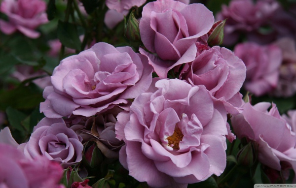 Садовые фиолетовые розы