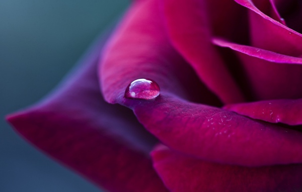 Фиолетовая роза и капелька дождя