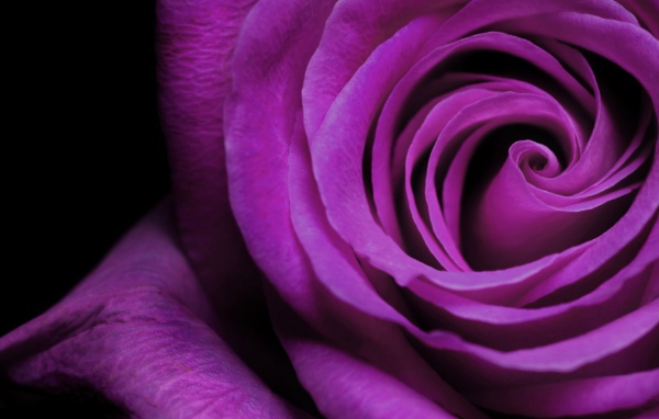 Фиолетовая роза крупным планом на чёрном фоне