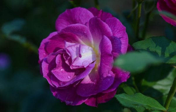 Фиолетовая роза в саду у дома