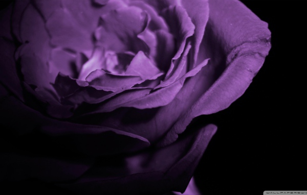 Фиолетовая роза в тени