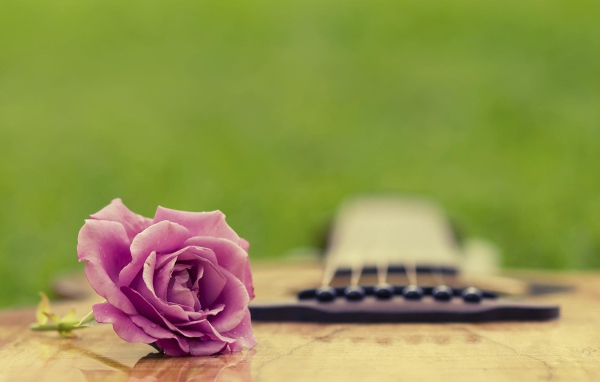 Фиолетовая роза на гитаре