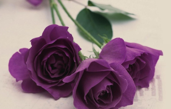 Фиолетовые розы на светлом столе