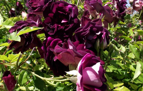 Фиолетовые розы на траве