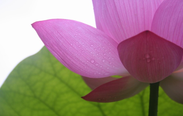 Фиолетовый в тени