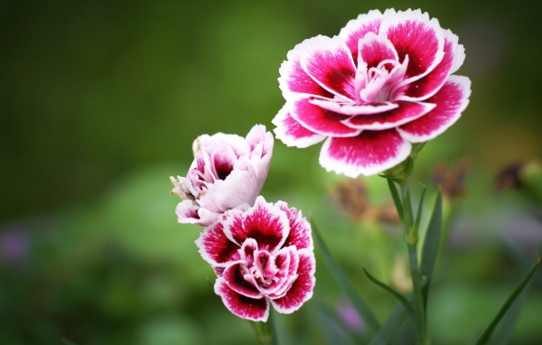 Красно белые цветы