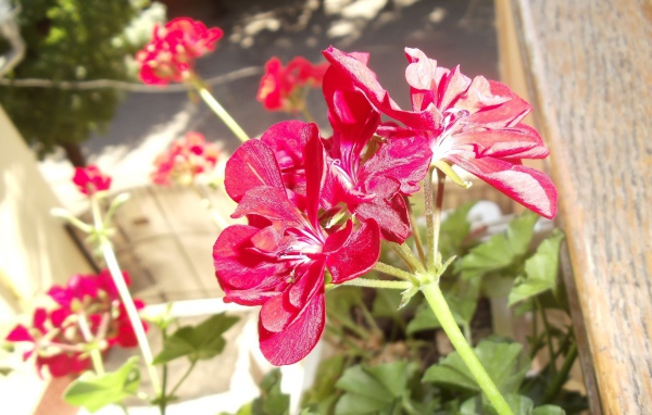 Красные блестящие цветы