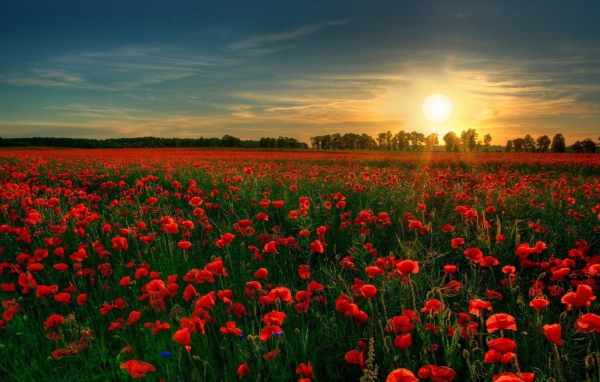 Сад красных цветов