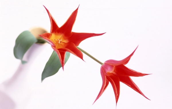 Красные цветы на белом фоне