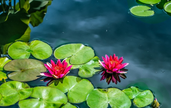 Красные лилии на воде