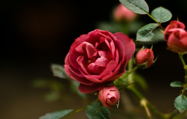 Красная роза и бутоны