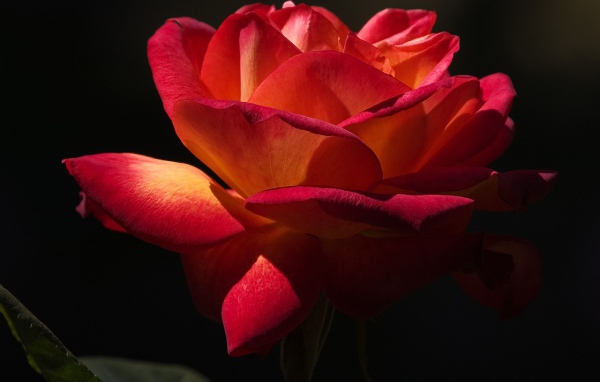 Красная роза на черном фоне
