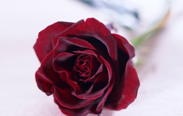 Красная роза на белом фоне