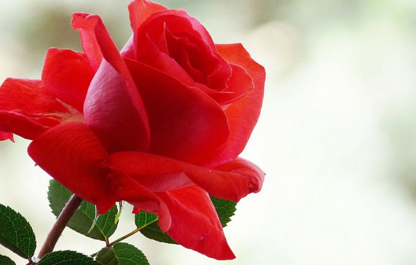 Лепестки красной розы