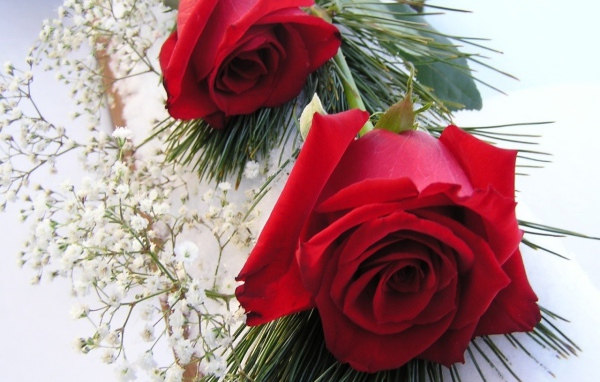 Красные розы