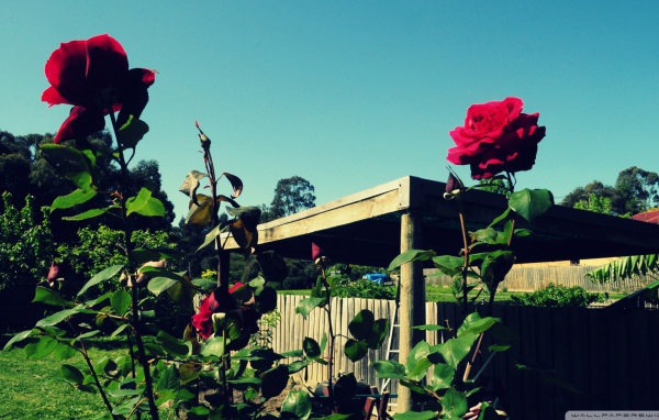 Красные розы в саду на фоне неба