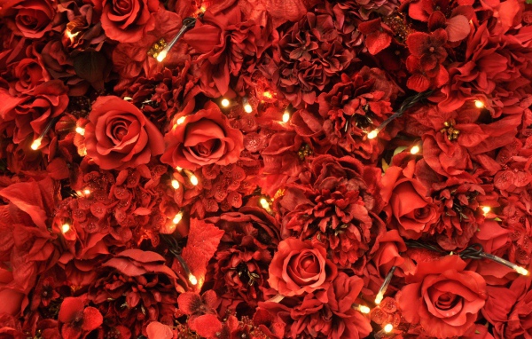 Огни среди красных роз