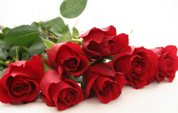 Красные розы на белом столе на белом фоне