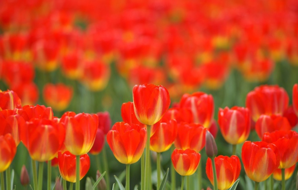 Красные тюльпаны