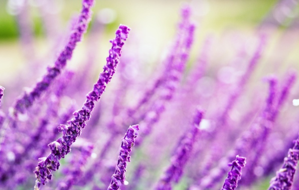 Житель полей