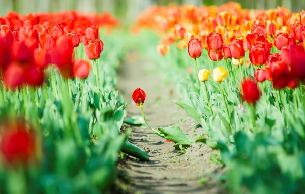 Дорога среди мака