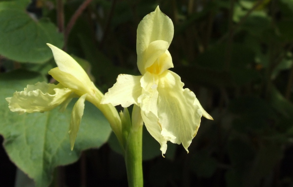 Красивый цветок роскоя в парке