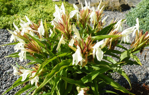 Красивое растение роскоя на дачном участке