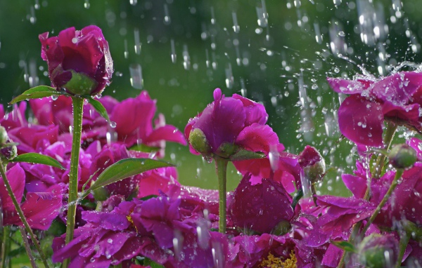 Розы под дождем