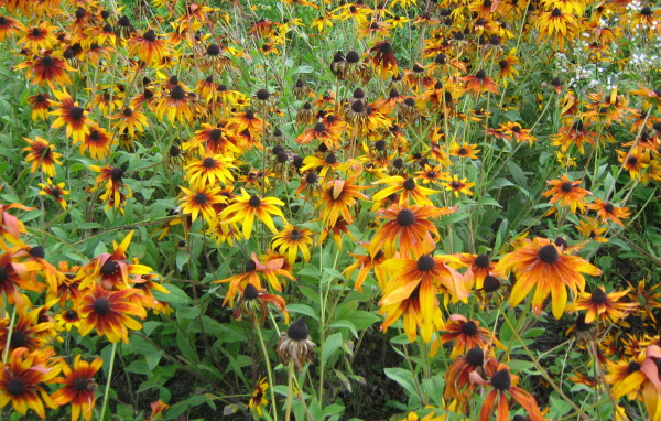 Выращивание цветов рудбекия в саду