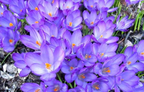 Цветы шафран в лесу