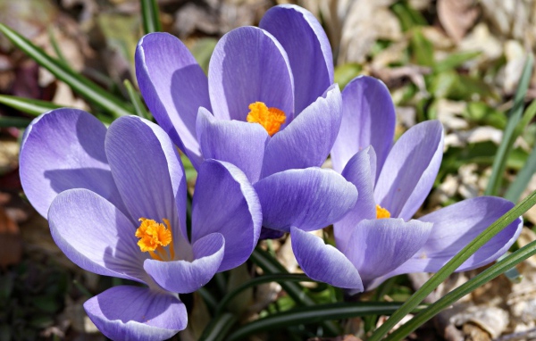 Цветы шафран в саду